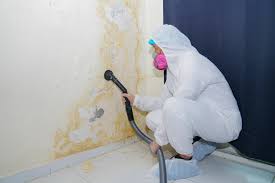 Best Biohazard Mold Removal  in Nedrow, NY